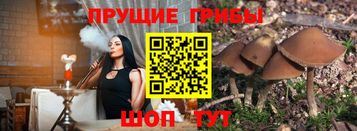 Псилоцибиновые грибы Cubensis Узловая